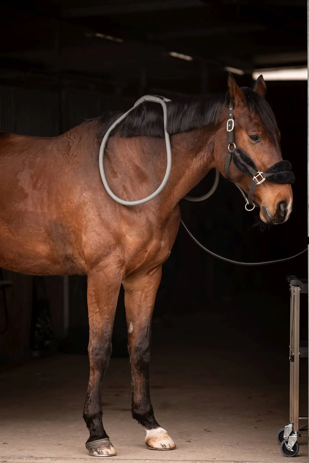 Entspanntes Pferd mit Loop L am Hals